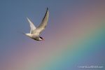 Arctic Tern over the Rainbow - the Hall of Einar - photograph (c) David Bailey (not the)