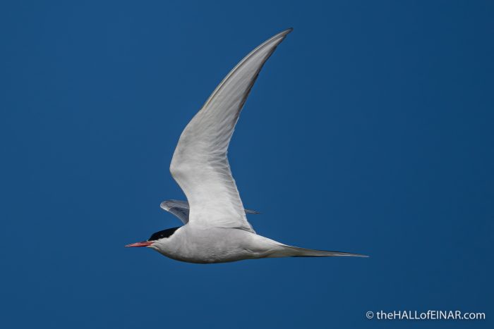 Arctic Tern - the Hall of Einar - photograph (c) David Bailey (not the)