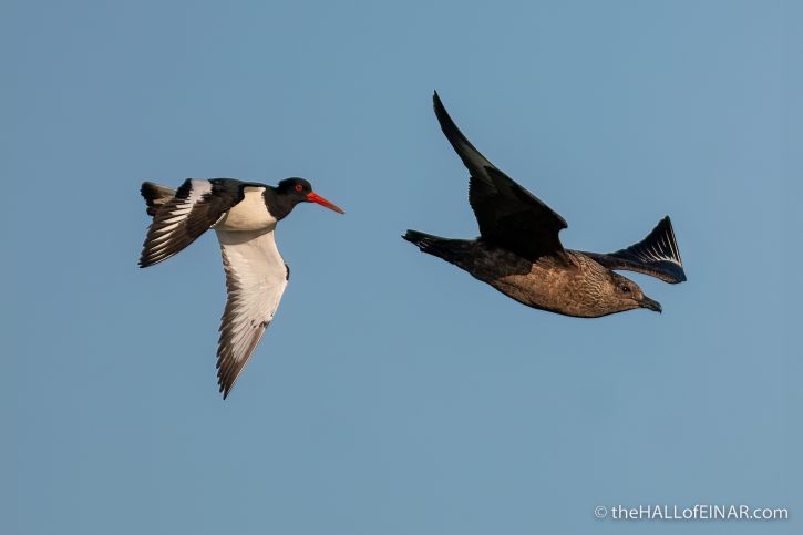 Bonxie and Oystercatcher - The Hall of Einar - photograph (c) David Bailey (not the)
