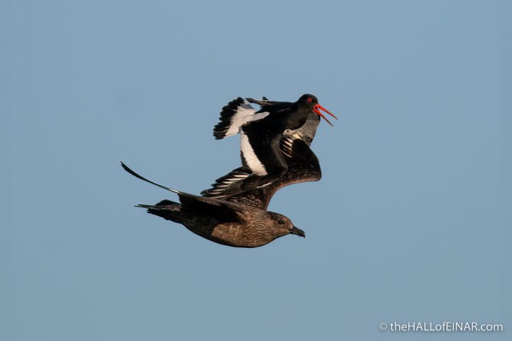 Bonxie and Oystercatcher - The Hall of Einar - photograph (c) David Bailey (not the)