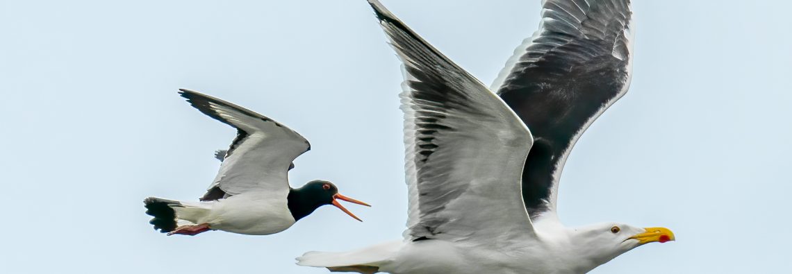 Great Black Backed Gull and Oystercatcher - The Hall of Einar - photograph (c) David Bailey (not the)