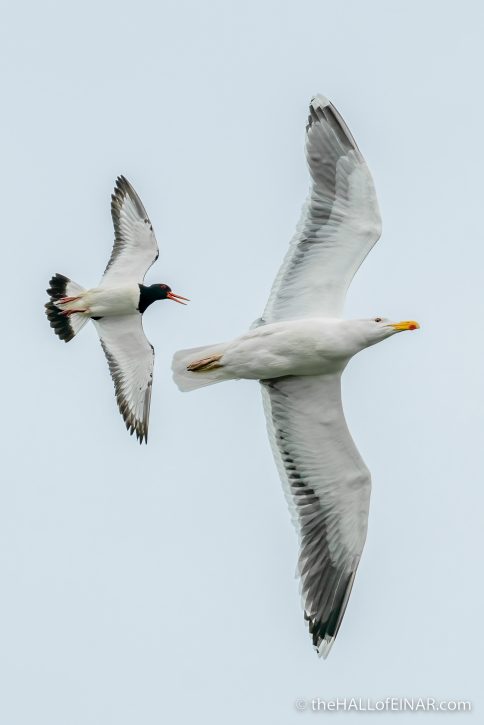 Great Black Backed Gull and Oystercatcher - The Hall of Einar - photograph (c) David Bailey (not the)