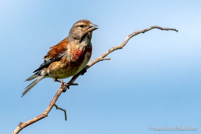 Linnet - The Hall of Einar - photograph (c) David Bailey (not the)