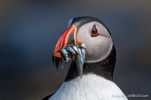 Puffin - The Hall of Einar - photograph (c) David Bailey (not the)