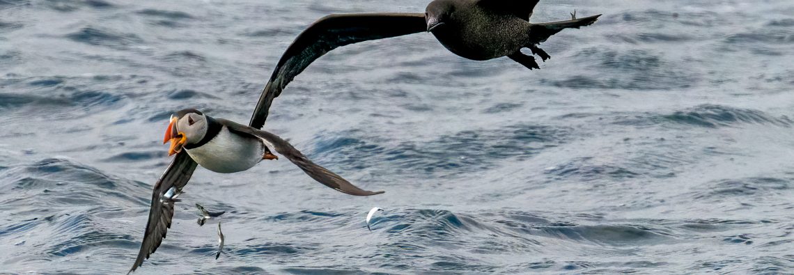 Puffin and Arctic Skua - the Hall of Einar - photograph (c) David Bailey (not the)