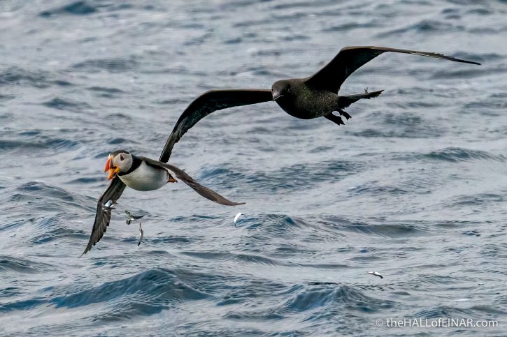 Puffin and Arctic Skua - the Hall of Einar - photograph (c) David Bailey (not the)