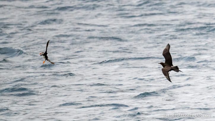 Puffin and Arctic Skua - the Hall of Einar - photograph (c) David Bailey (not the)