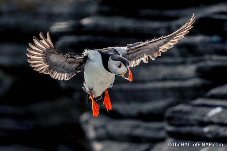 Puffin - the Hall of Einar - photograph (c) David Bailey (not the)