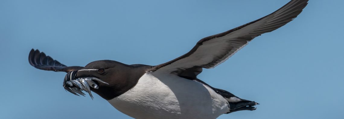 Razorbill - The Hall of Einar - photograph (c) David Bailey (not the)