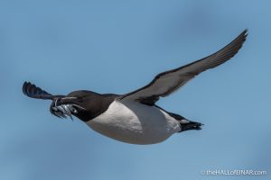 Razorbill - The Hall of Einar - photograph (c) David Bailey (not the)