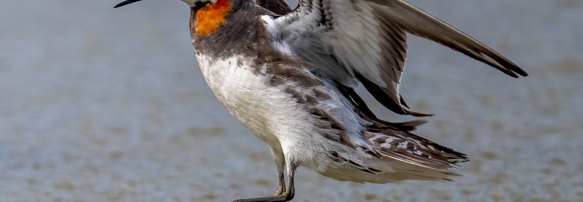 Red-Necked Phalarope - The Hall of Einar - photograph (c) David Bailey (not the)