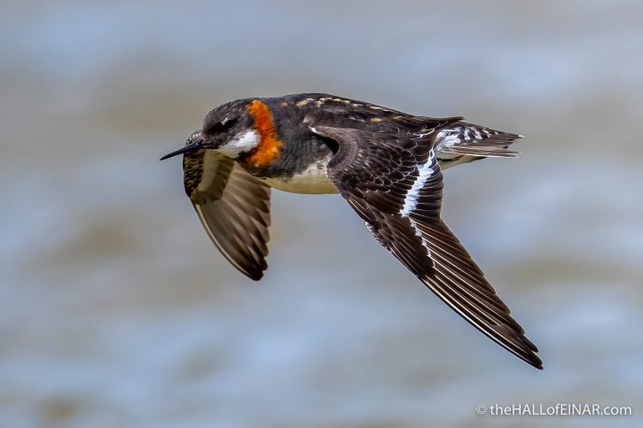 Red-Necked Phalarope - The Hall of Einar - photograph (c) David Bailey (not the)