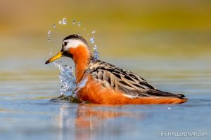 Grey Phalarope - the Hall of Einar - photograph (c) David Bailey (not the)