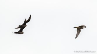Arctic Skuas and Juvenile Peregrine - The Hall of Einar - photograph (c) David Bailey (not the)
