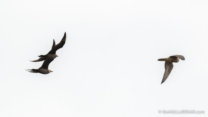 Arctic Skuas and Juvenile Peregrine - The Hall of Einar - photograph (c) David Bailey (not the)