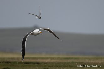 Arctic Tern and Great Black-Backed Gull - The Hall of Einar - photograph (c) David Bailey (not the)