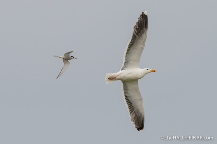 Arctic Tern and Great Black-Backed Gull - The Hall of Einar - photograph (c) David Bailey (not the)