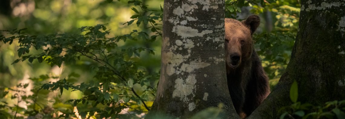 Brown Bear - The Hall of Einar - photograph (c) David Bailey (not the)
