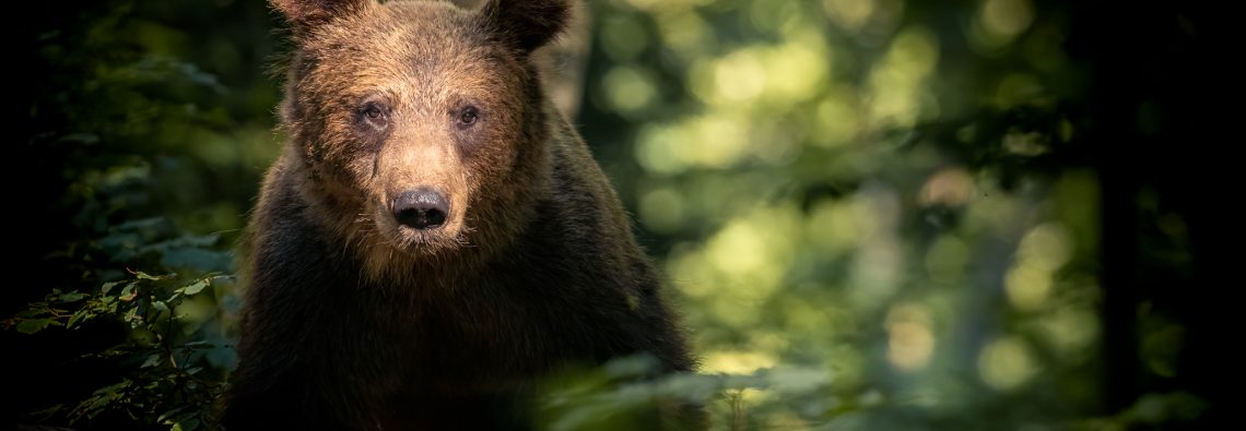 Brown Bear - The Hall of Einar - photograph (c) David Bailey (not the)