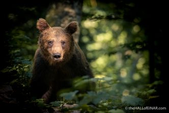 Brown Bear - The Hall of Einar - photograph (c) David Bailey (not the)