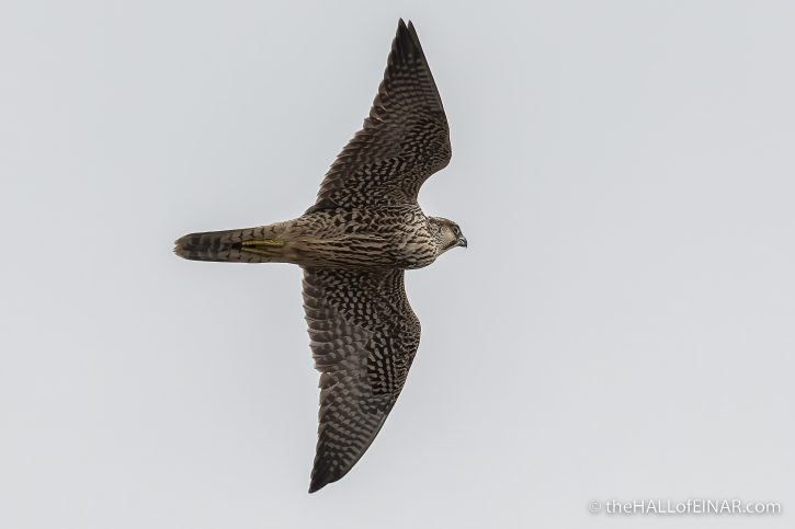 Juvenile Peregrine Falcon - The Hall of Einar - photograph (c) David Bailey (not the)