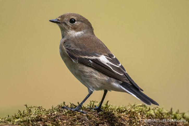 Pied Flycatcher - The Hall of Einar - photograph (c) David Bailey (not the)