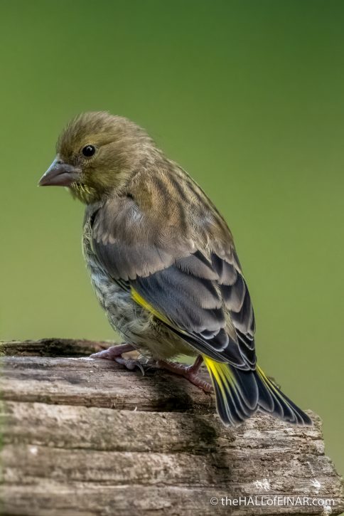 Juvenile Greenfinch - The Hall of Einar - photograph (c) David Bailey (not the)
