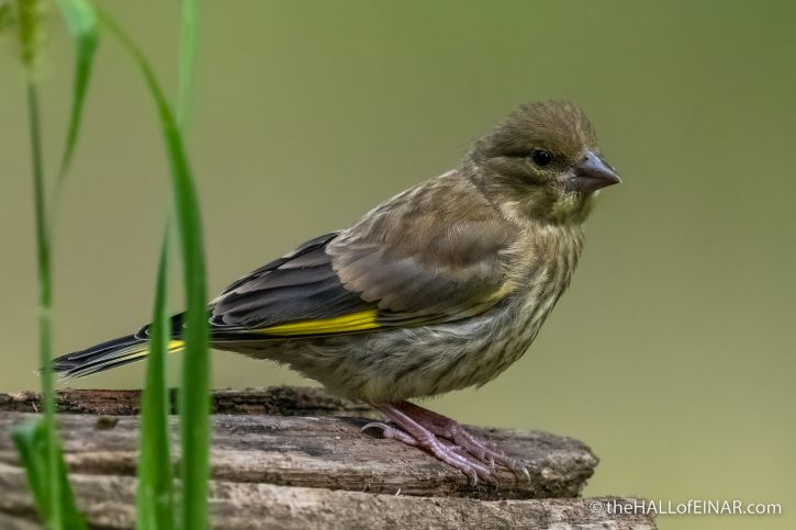 Juvenile Greenfinch - The Hall of Einar - photograph (c) David Bailey (not the)