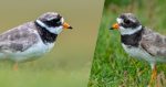 Ringed Plover - The Hall of Einar