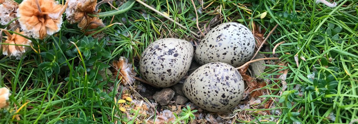 Ringed Plover nest - The Hall of Einar - photograph (c) David Bailey (not the)