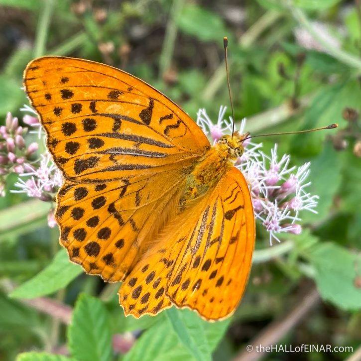 Silver-Washed Fritillary - Lago Albano - The Hall of Einar - photograph (c) David Bailey (not the)