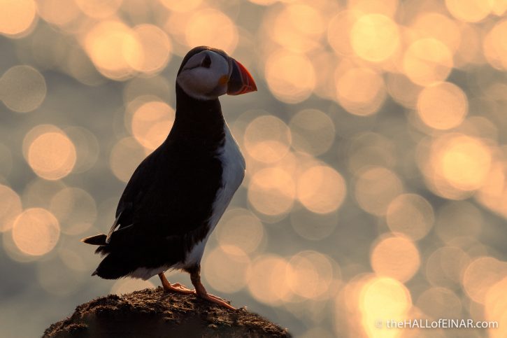 Twinkle Puffin - The Hall of Einar - photograph (c) David Bailey (not the)