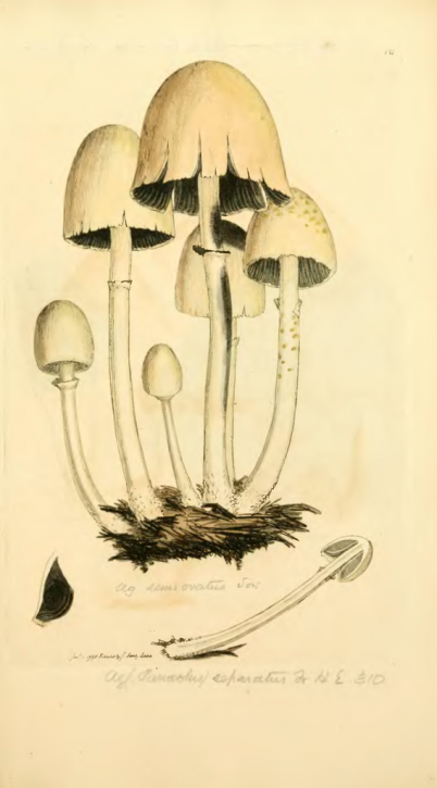 Egghead Mottlegill - Coloured Figures of English Fungi or Mushrooms