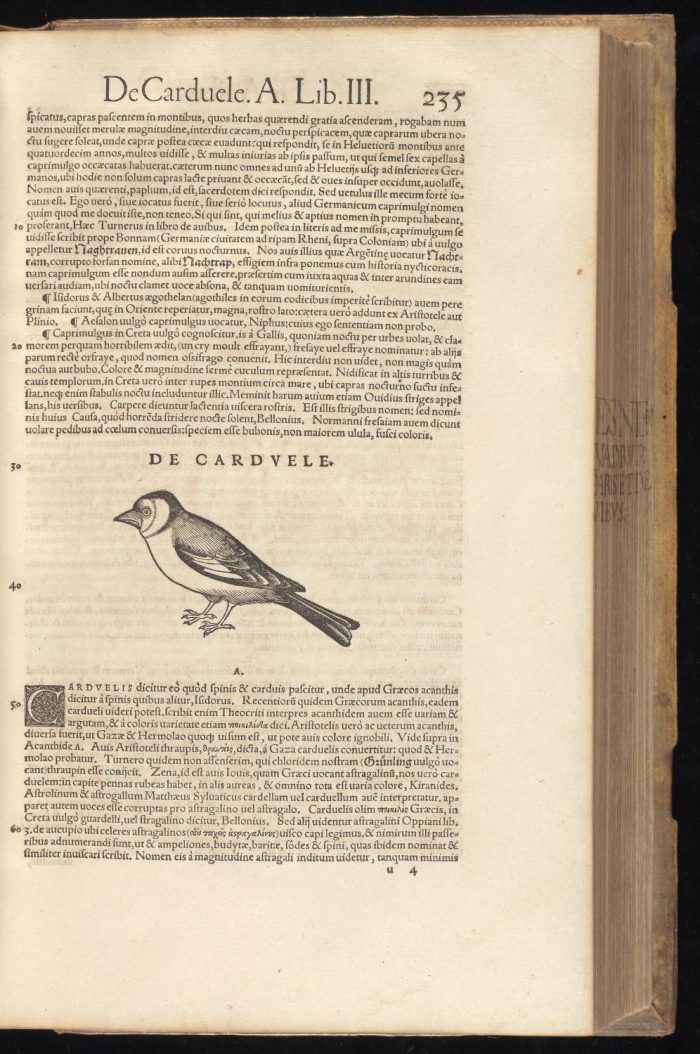 Goldfinch - Historia animalium - Conrad Gessner