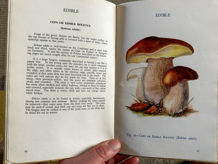 Ceps - Edible and Poisonous Fungi