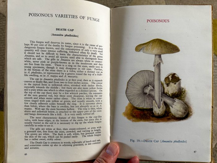 Death Caps - The Hall of Einar