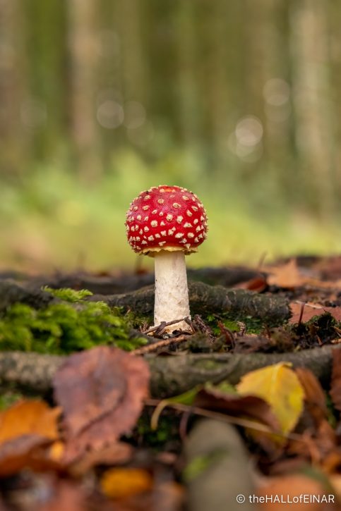 Fly Agaric - Amanita muscaria - The Hall of Einar - photograph (c) David Bailey (not the)