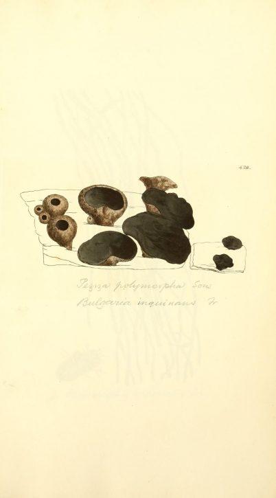 James Sowerby - Coloured figures of English fungi or mushrooms - Bulgaria inquinans