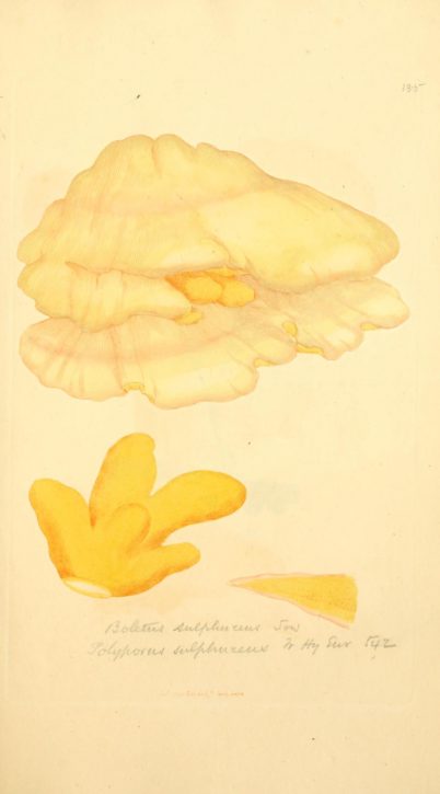 James Sowerby - Coloured figures of English fungi or mushrooms - Chicken of the Woods