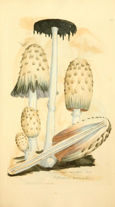 James Sowerby - Coloured figures of English fungi or mushrooms - Coprinus comatus
