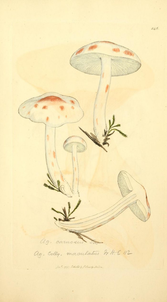 James Sowerby - Coloured figures of English fungi or mushrooms - Rhodocollybia maculata