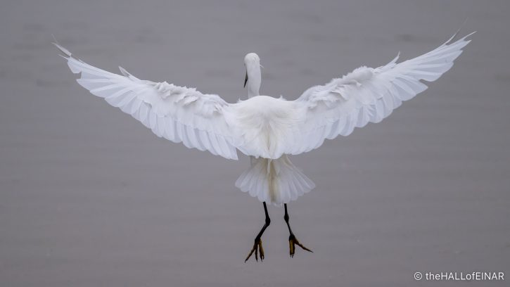 Little Egret - The Hall of Einar - photograph (c) David Bailey (not the)