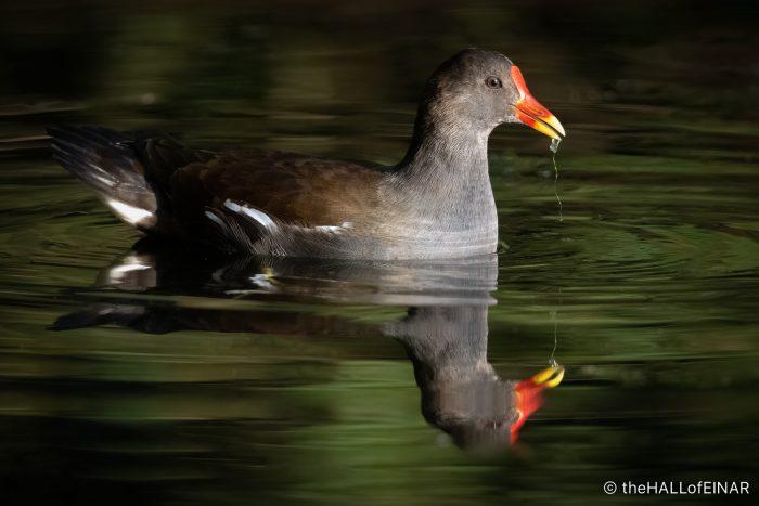 Moorhen - The Hall of Einar - photograph (c) David Bailey (not the)