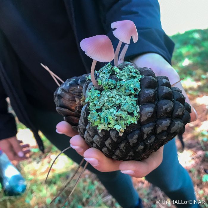 Mycena seynii - The Hall of Einar - photograph (c) David Bailey (not the)