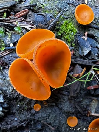 Orange Peel Fungus - Aleuria aurantia - The Hall of Einar - photograph (c) David Bailey (not the)