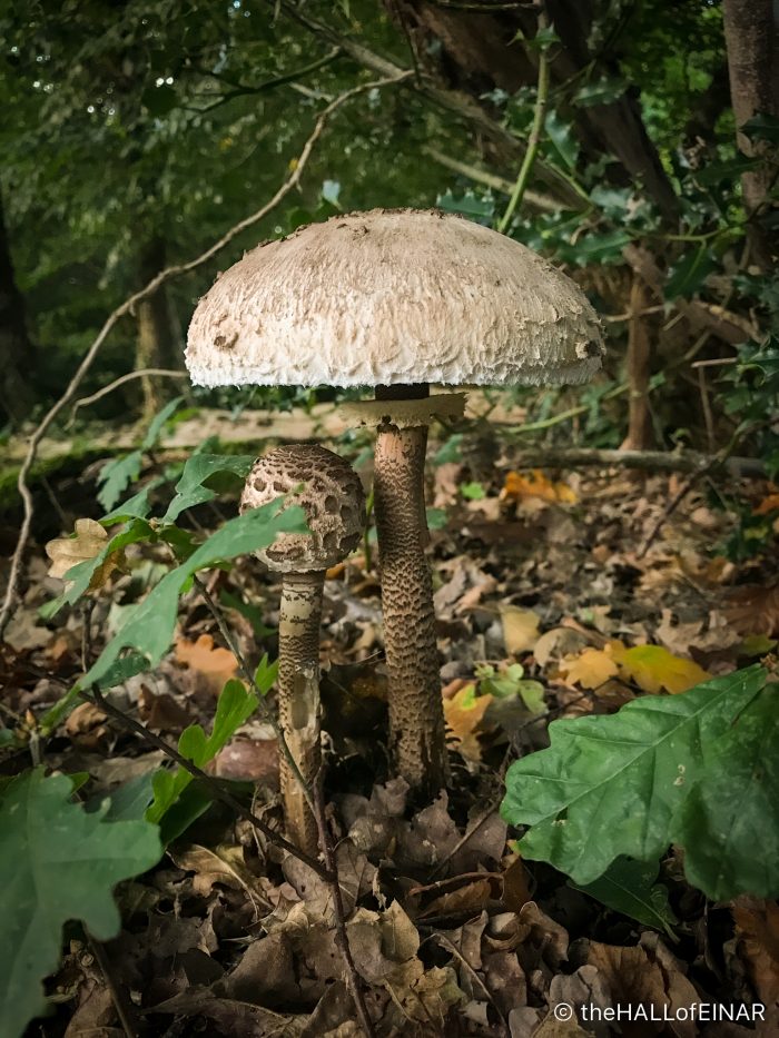 Parasol Mushroom - The Hall of Einar - photograph (c) David Bailey (not the)