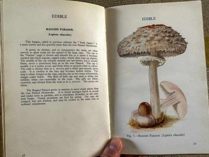 Ragged Parasol - Edible and Poisonous Fungi