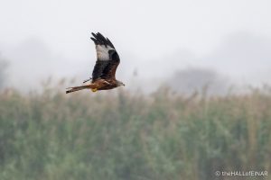 Red Kite - The Hall of Einar - photograph (c) David Bailey (not the)