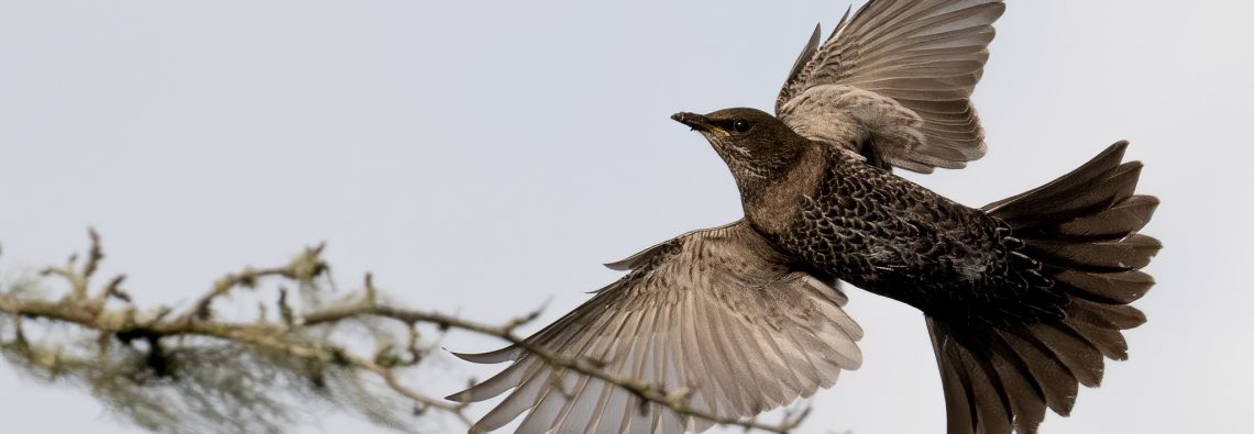 Ring Ouzel - Turdus torquatus - The Hall of Einar - photograph (c) David Bailey (not the)