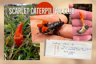 Scarlet Caterpillar Club - The Hall of Einar